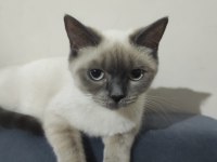 British Shorthair Yavrular