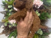 Erkek Red Brown Kore Poodle Yavrularım