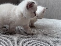 Safkan Beyaz British Shorthair Yavrular