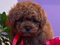 Kore Toy Poodle Eğitimli Yavrular