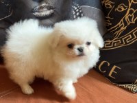 Nadir bulunan teddy imperial teacup pekinez yavru