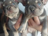 Muhteşem kaliteli mavi gözlü french bulldog yavrular