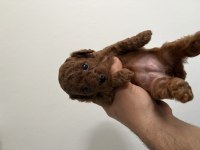 Toy poodle dişi ve erkek yavru kore kan kuyruksuz