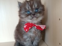 2.5 Aylık British Longhair Yavrum Yeni Yuvasını Bekliyor