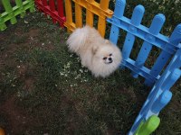 Pomeranian Boo Dişi Üst Düzey Erkek