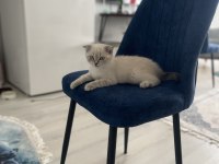 British shorthair gri maskeli