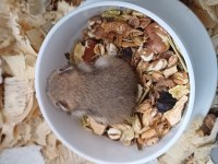 suriye hamster yavrusu