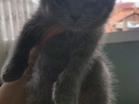 Orjinal british longhair yavruları 1 erkek 2 dişi
