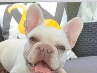 İzmirden lilac tan Plantiyum french bulldog