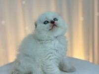 IRK VE SAĞLIK GARANTİLİ SCOTTİSH FOLD KEDİLER