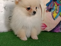 Pomeranian yavrularımız