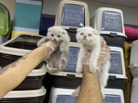 ORJİNAL IRK YAVRU KEDİLER MAGAZAMIZDA CANLI GÖRÜN
