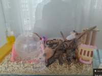 minik hamsterlar çok tatlı