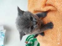 British Shorthair Yavru Kediler