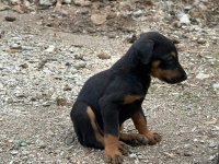 Doberman yavrularımız yeni yuvalarını arıyor