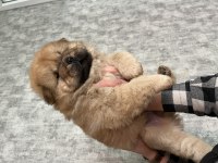 Dişi 6 Mart Doğumlu Chow Chow