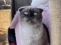 1.5 yaşında çok acil scottish fold