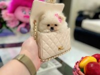 MİKRO BOY POMERANİAN PRENSES