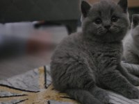 Gri ayı kafa yavru british shorthair