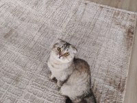 8 Aylık oyuncu cana yakın scottish fold