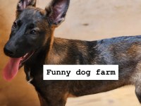 A şecereli üst kalite malinois yavruları
