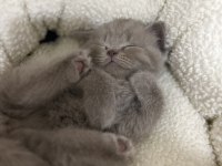 British shorthair 1.5 aylık bebekler