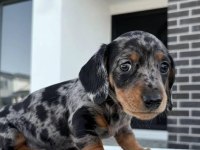 Nadir Bulunan Blue Merle Dachshund Bebeğimiz Aşılı