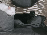 1 yaşında aşıları cipi tam hamile scottish fold dişi