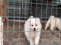 KIF/FCI ŞECERELİ EN İYİ KALİTE SAMOYED BEBEKLER