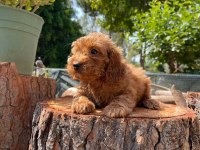Kilo garantili karma aşıları yapılmış poodle yavrular