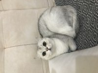 Anne Baba British Dişi Shorthair