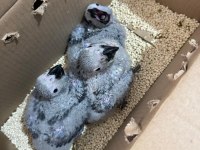 El besleme bebek jako düşünenler kaçırmasın