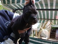 Cane Corso yavrularımız ırk garantilidir