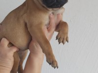 ERKEK PUG MOPS