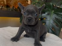 RENGARENK FRENCH BULLDOG YAVRULARIM EGZOTİK