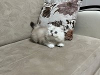 Telime Hazır Silver Erkek British Longhair Yavrumuz