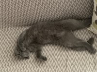 1 Yaşında Erkek Scottish Fold Erbaadadır Aşıları Tam