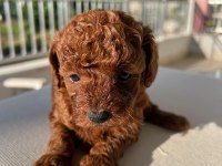 Toy Poodle Dişi Köpeği