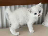 Kar beyaz mavi gözlü british shorthair yavrular