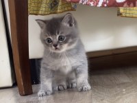 British Shorthair