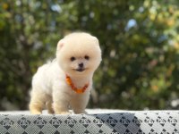Safkan ayı surat pomeranian tüy yumaklarım yuva arıyor