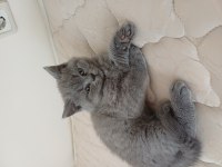 Yavru british shorthair