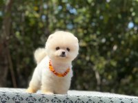 Safkan ayı surat pomeranian tüy yumaklarım yuva arıyor
