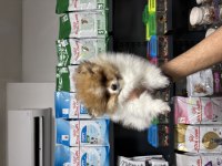 Pomeranian erkek bebeğimiz