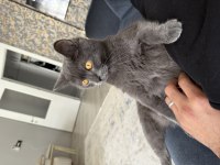 2 Yaş British Shorthair