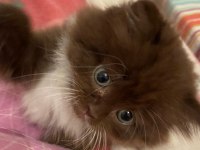 British Longhair Chocolate Bicolor