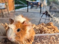 Çok güzel guinea pig yavrular