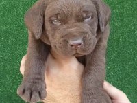 Çikolata Labrador Bebekler