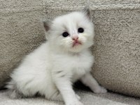 RAGDOLL BEBEKLER