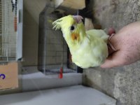 ELE ALIŞIK ISIRMA HUYU OLMAYAN LUTİNO SULTAN BEBEK